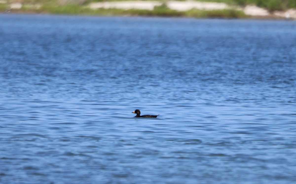 Black Scoter - ML620741745