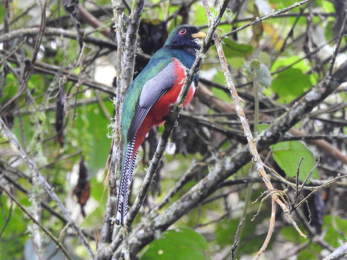 Collared Trogon - ML620741747