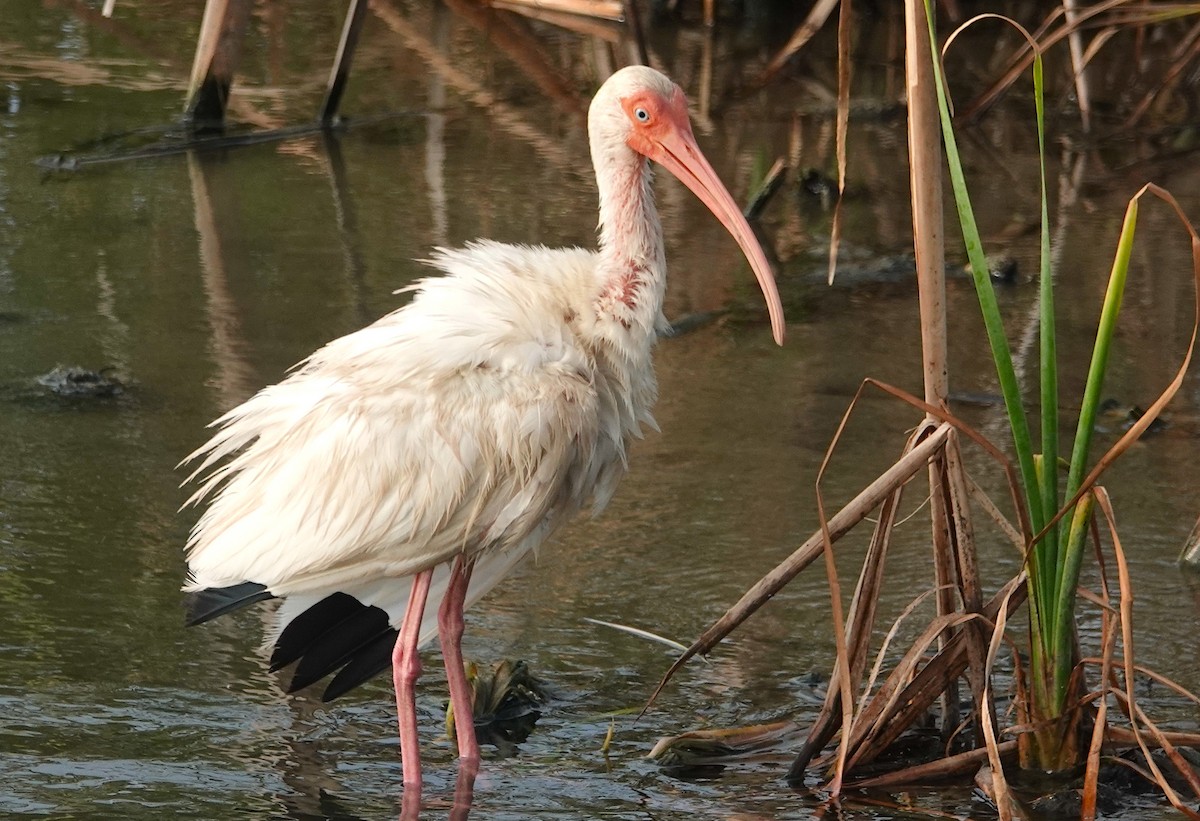 ibis bílý - ML620741749