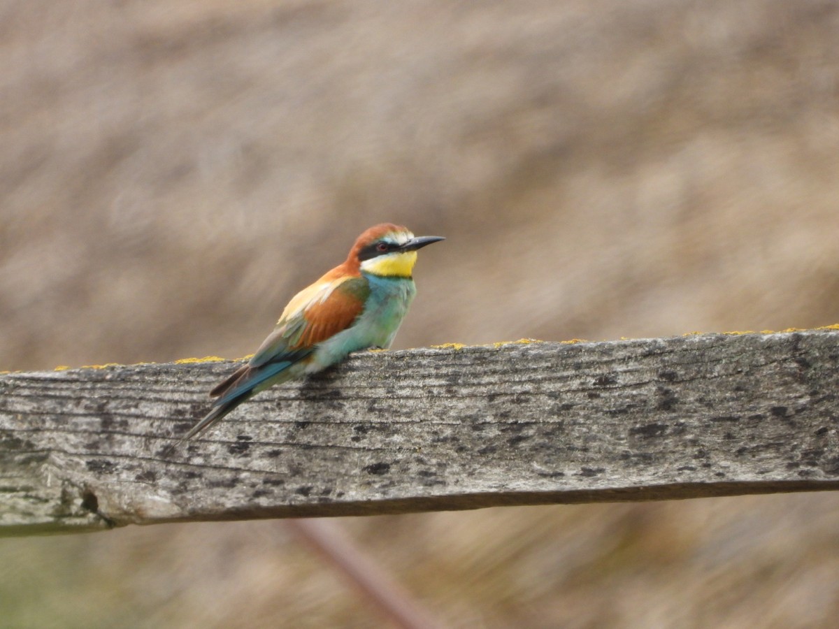 European Bee-eater - ML620741750