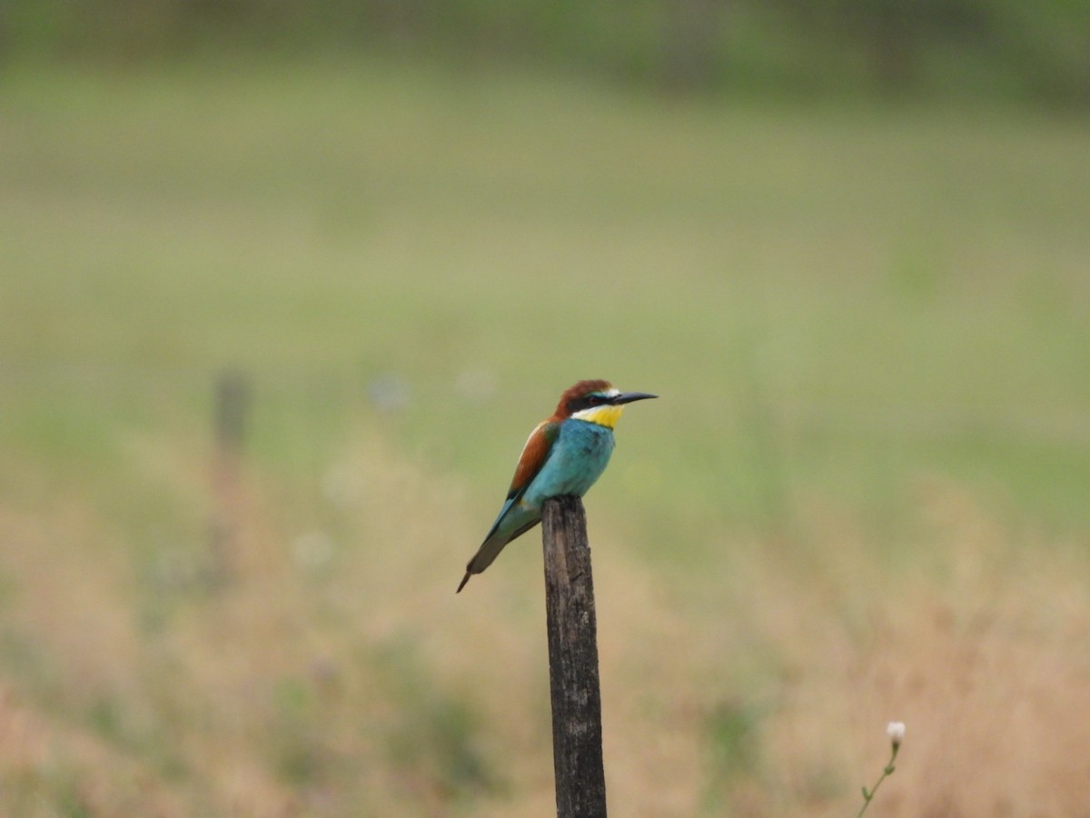 European Bee-eater - ML620741751