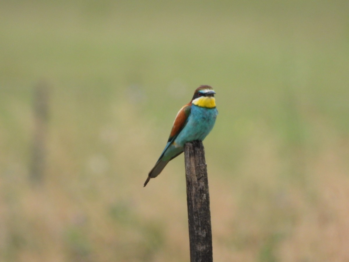 European Bee-eater - ML620741752