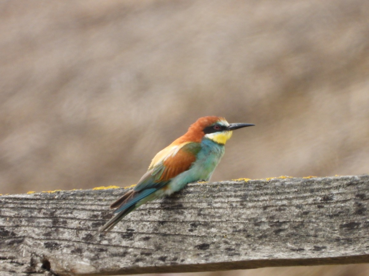 European Bee-eater - ML620741753