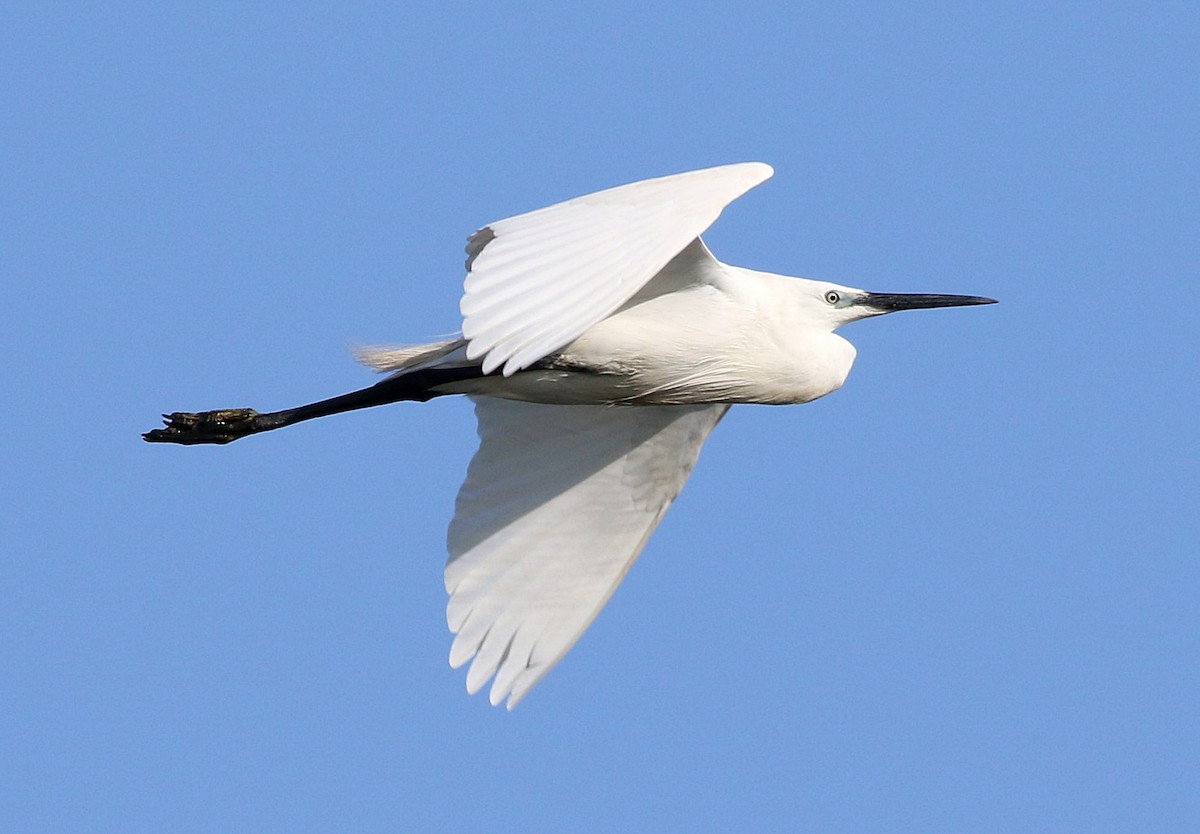 Little Egret - ML620741754