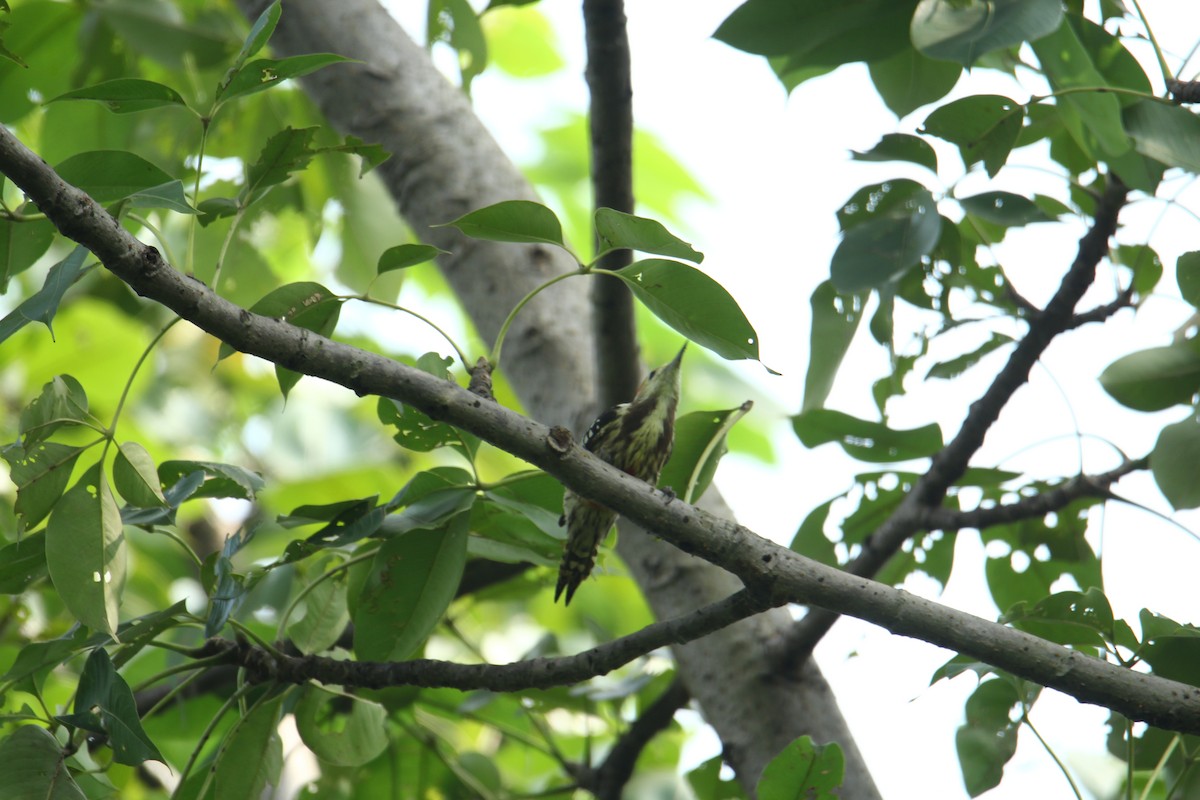 Yellow-crowned Woodpecker - ML620741755