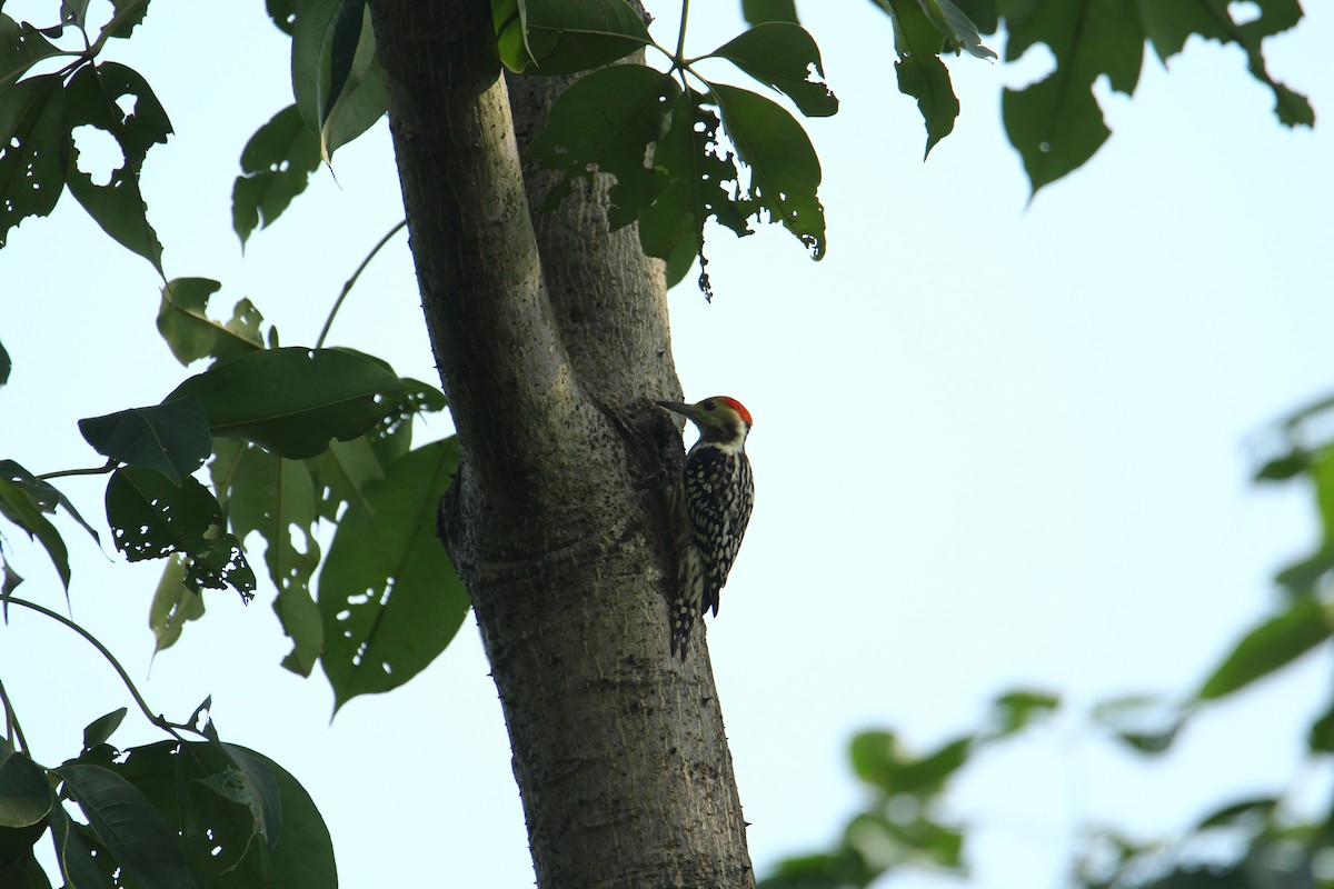 Yellow-crowned Woodpecker - ML620741756