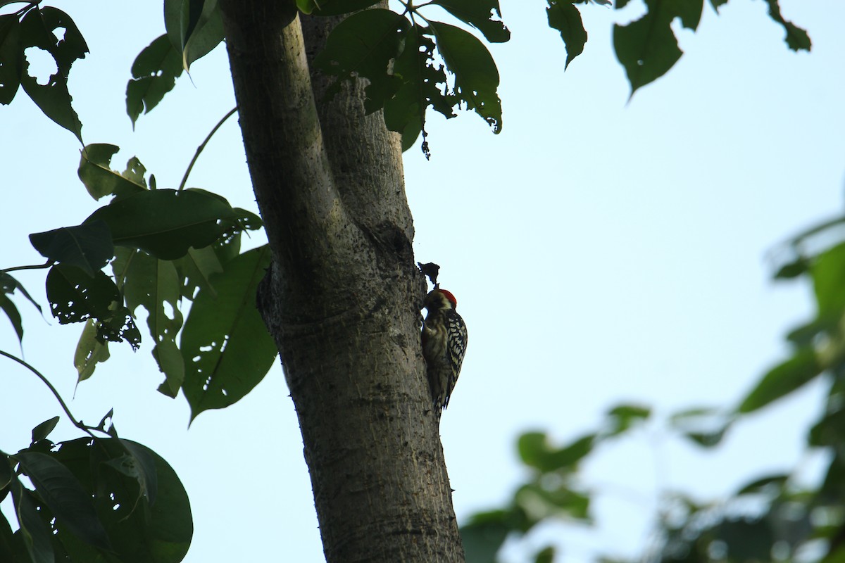 Yellow-crowned Woodpecker - ML620741757