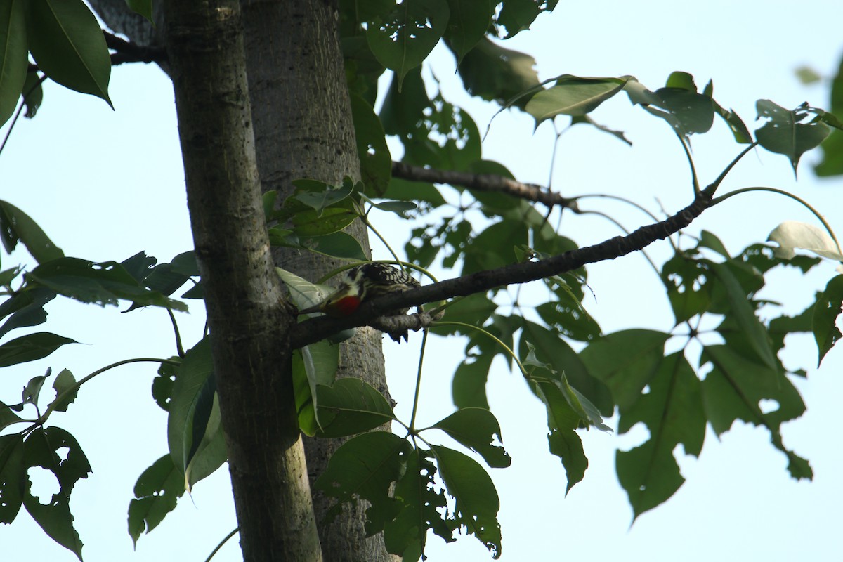 Yellow-crowned Woodpecker - ML620741758