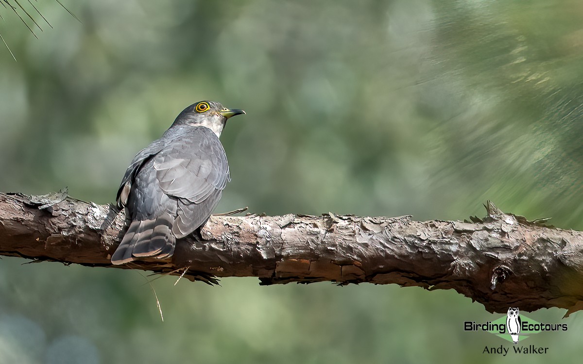 Hodgson's Hawk-Cuckoo - ML620741759