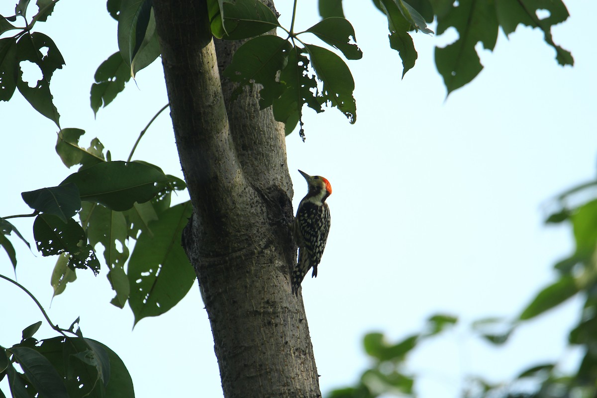 Yellow-crowned Woodpecker - ML620741761