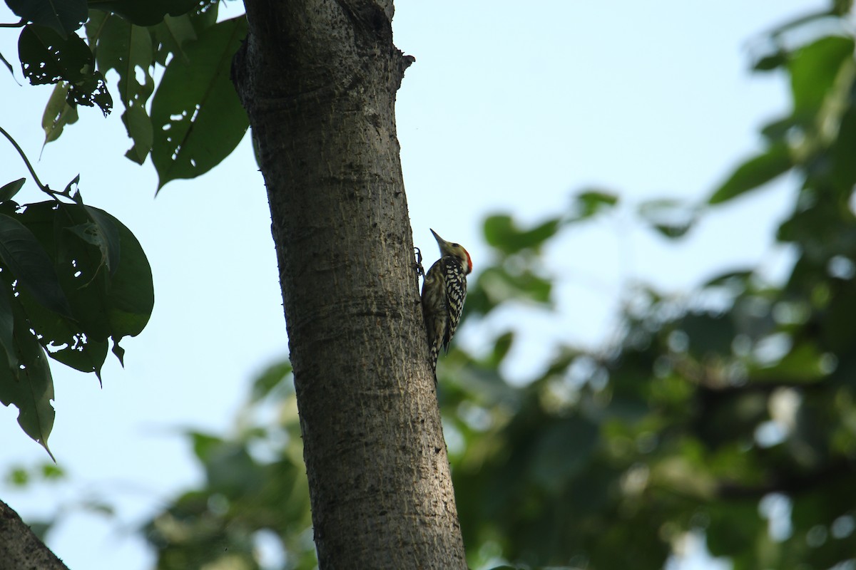 Yellow-crowned Woodpecker - ML620741762