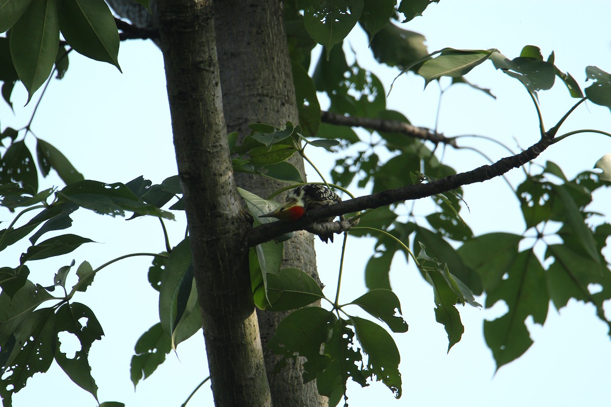 Yellow-crowned Woodpecker - ML620741763