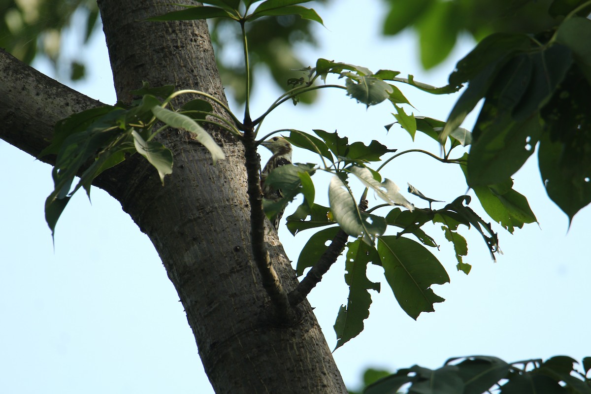 Yellow-crowned Woodpecker - ML620741764