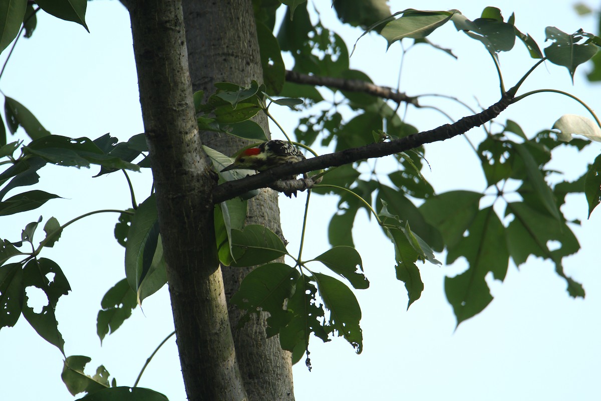 Yellow-crowned Woodpecker - ML620741765