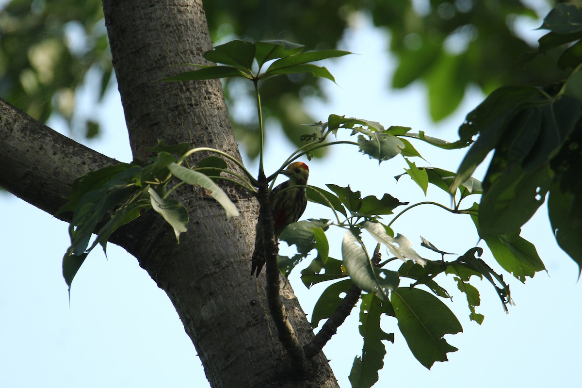 Yellow-crowned Woodpecker - ML620741766