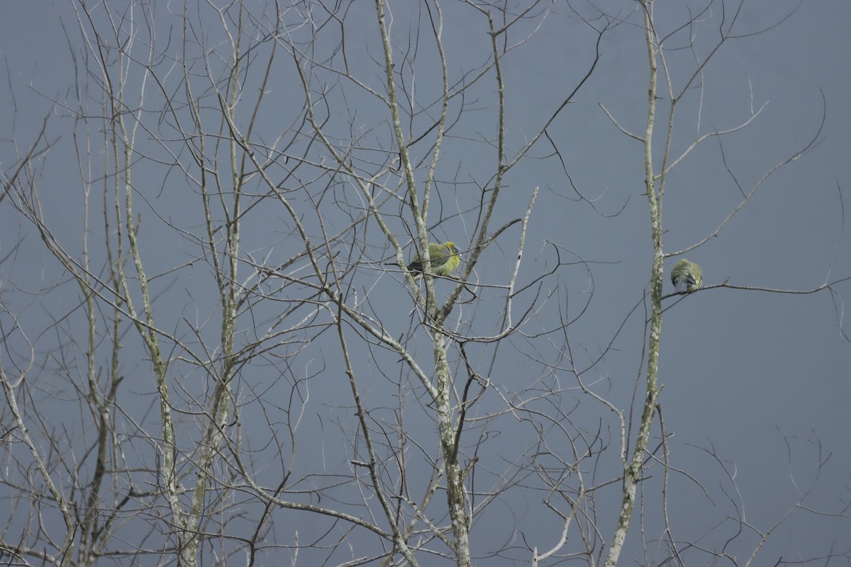 Yellow-footed Green-Pigeon - ML620741767