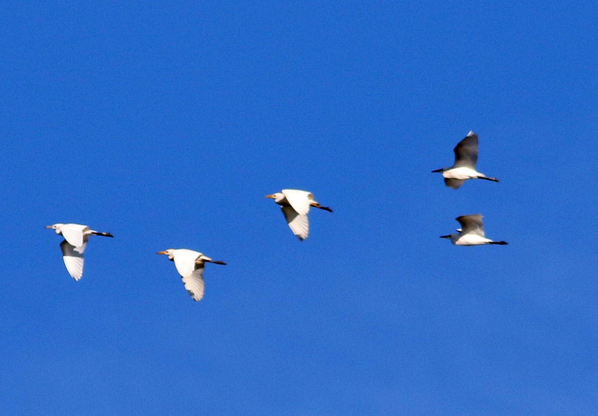 Western Cattle Egret - Miguel García