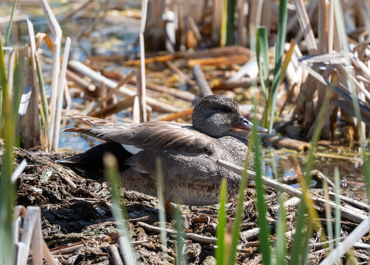 Gadwall - ML620741770