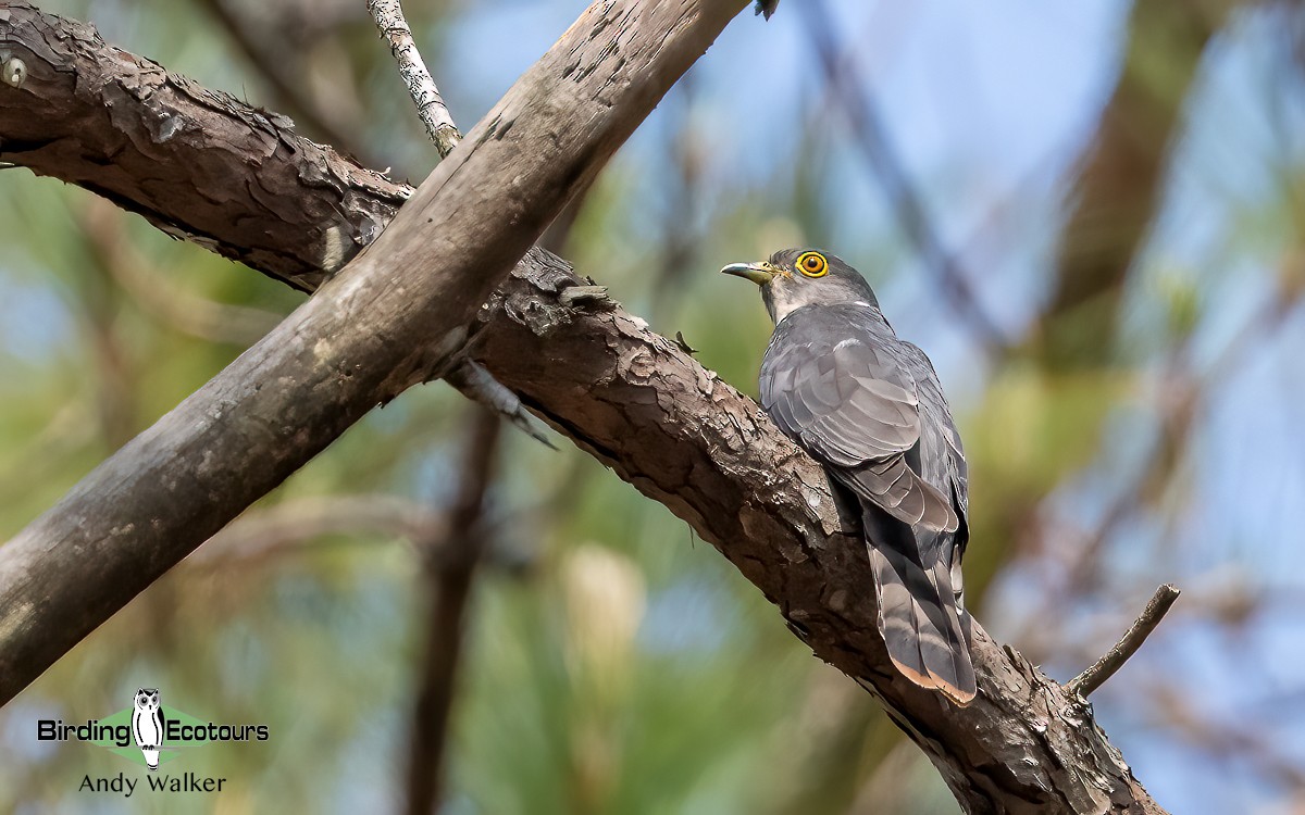 Hodgson's Hawk-Cuckoo - ML620741784