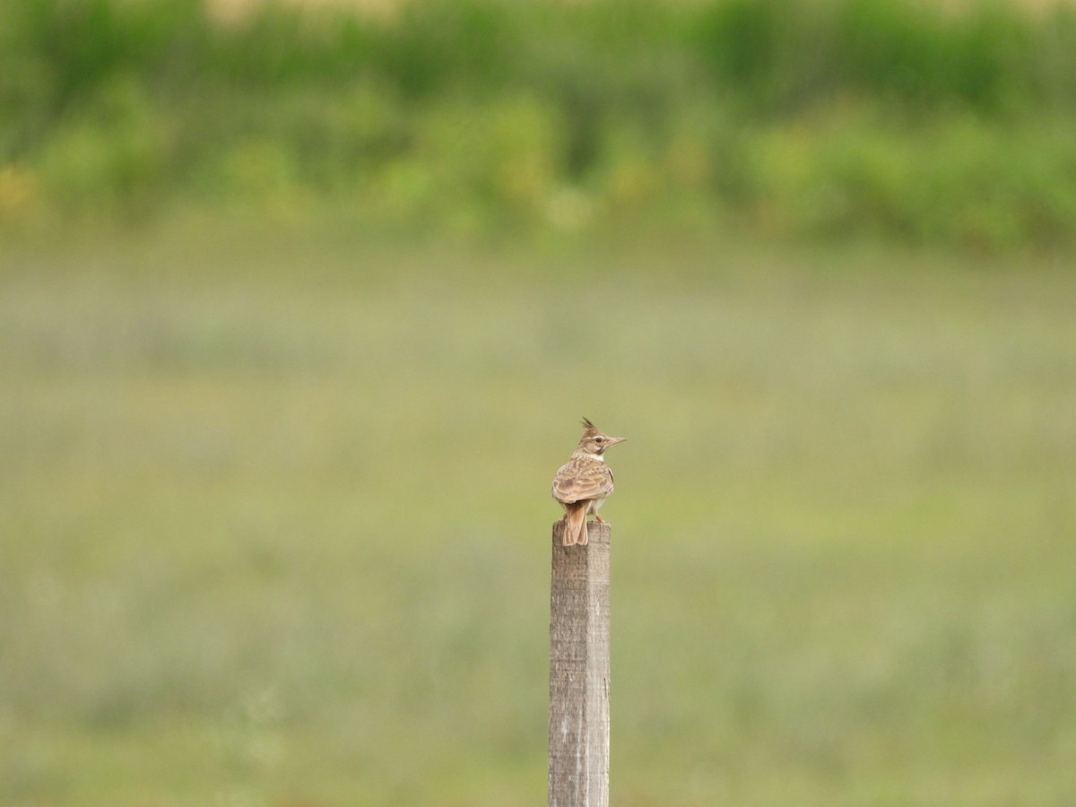 Crested Lark (Crested) - ML620741793