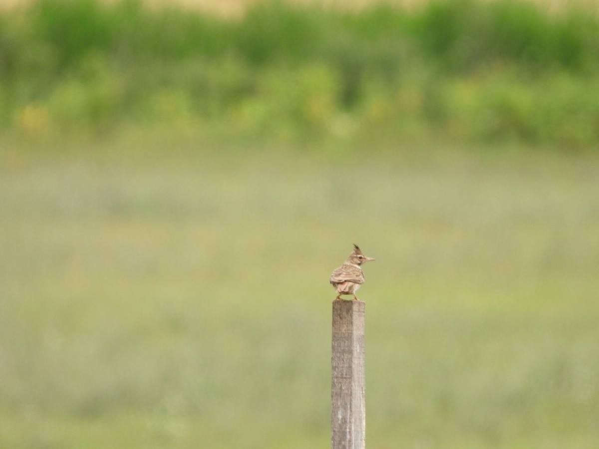 Crested Lark (Crested) - ML620741794