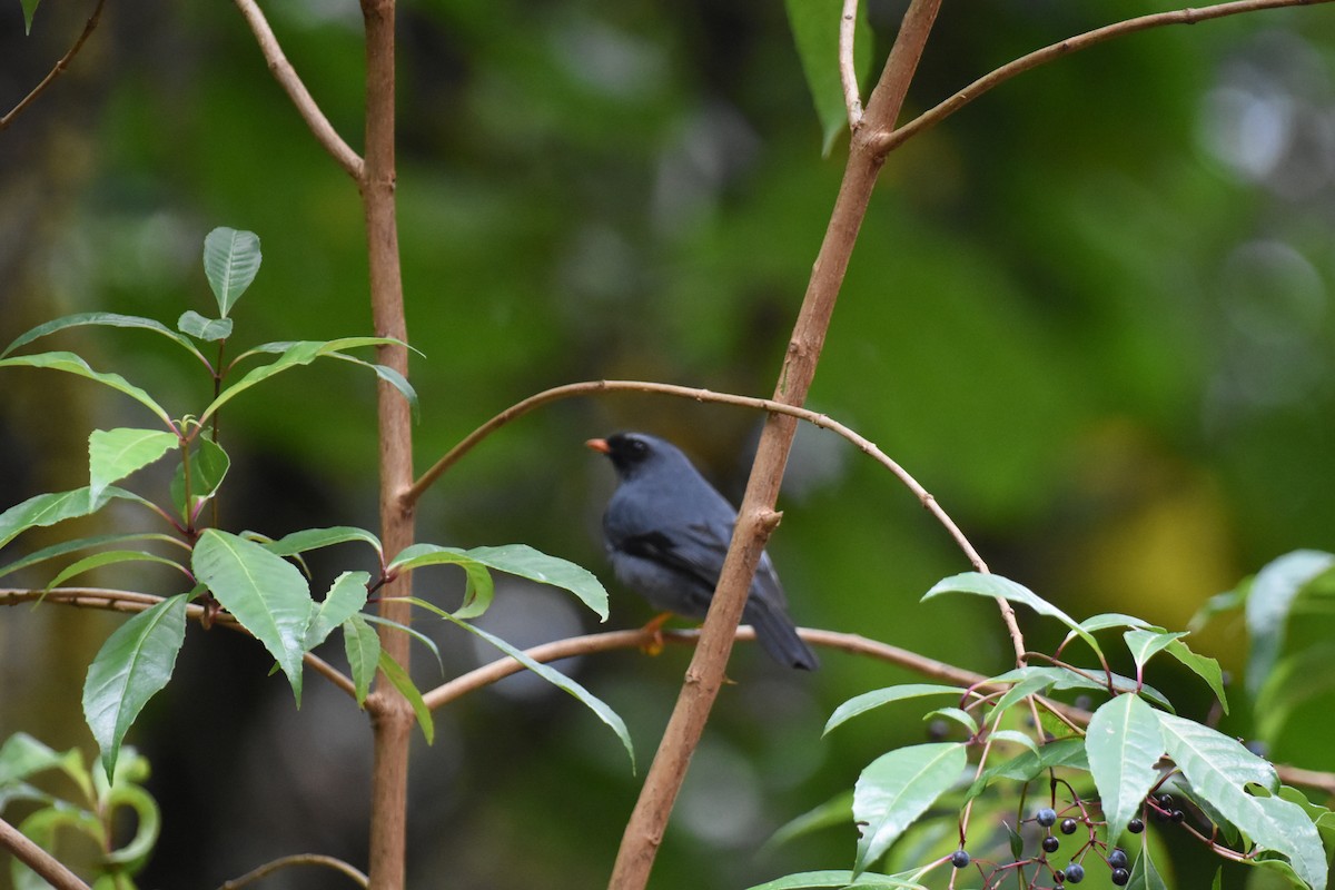 Black-faced Solitaire - ML620741795
