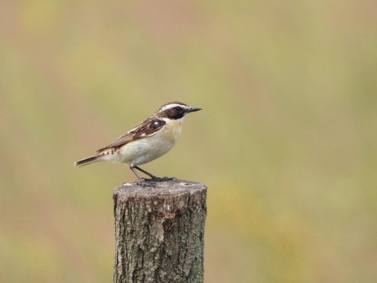 Whinchat - ML620741796