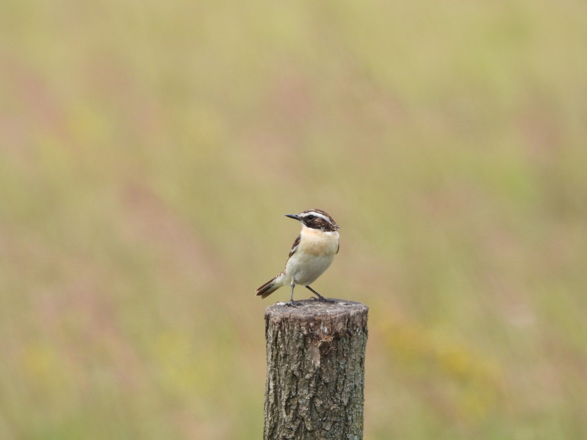 Whinchat - ML620741797