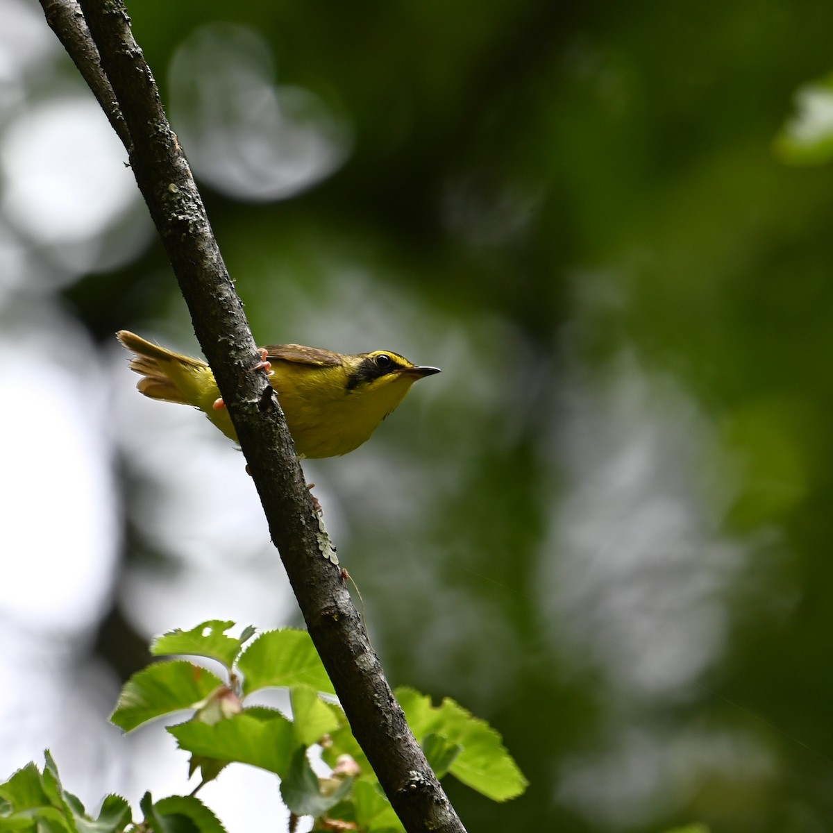 Kentucky Warbler - Ronnie Reed