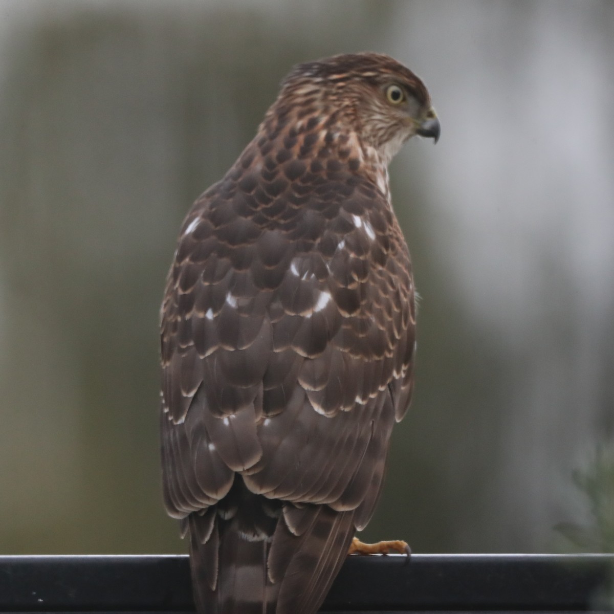 Cooper's Hawk - Linda Dalton