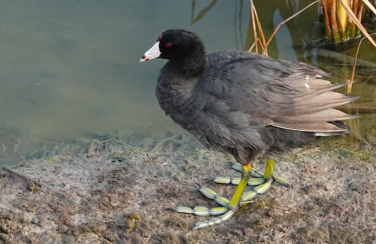 American Coot - ML620741803