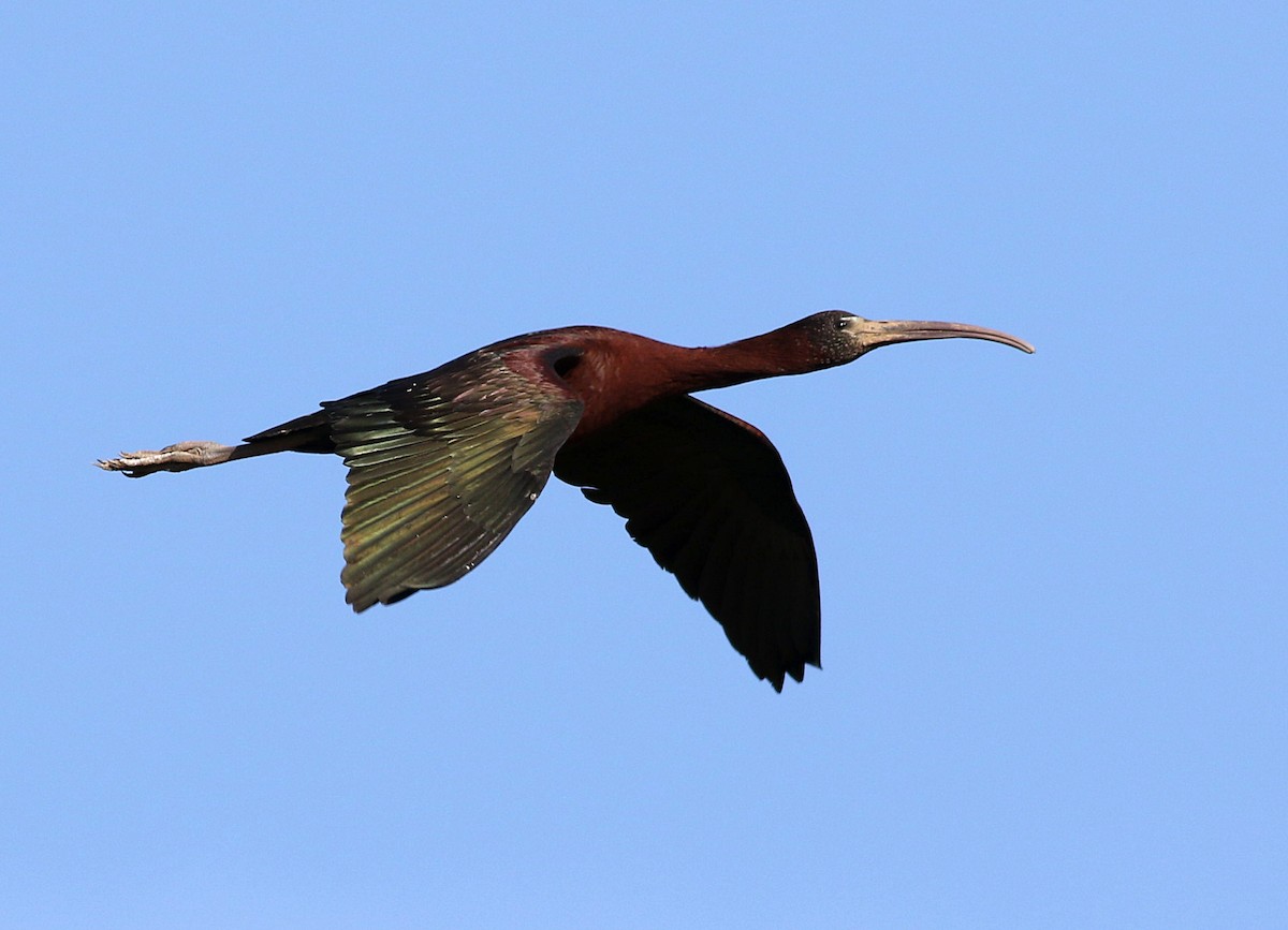 Glossy Ibis - ML620741804