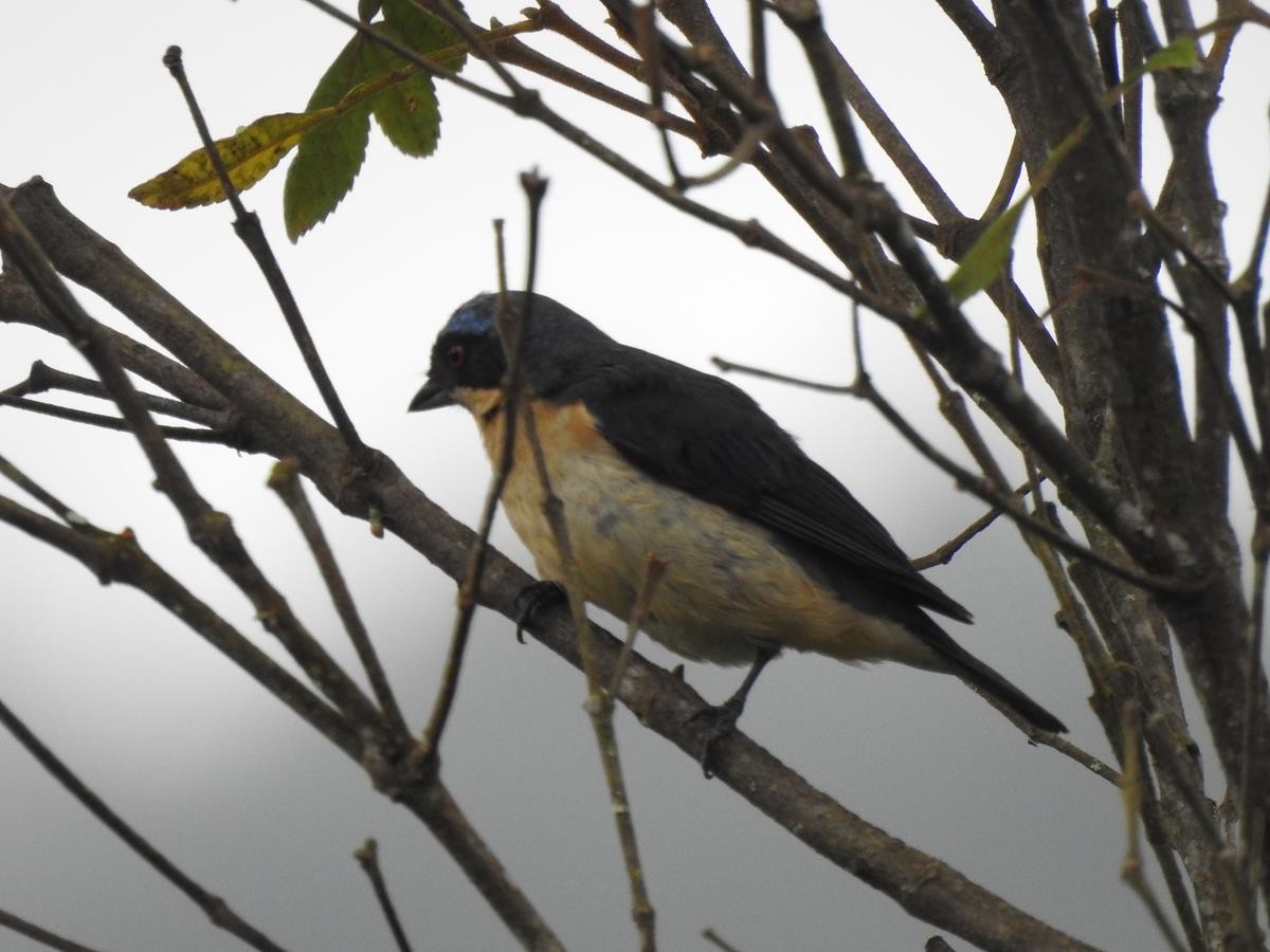 Fawn-breasted Tanager - ML620741805