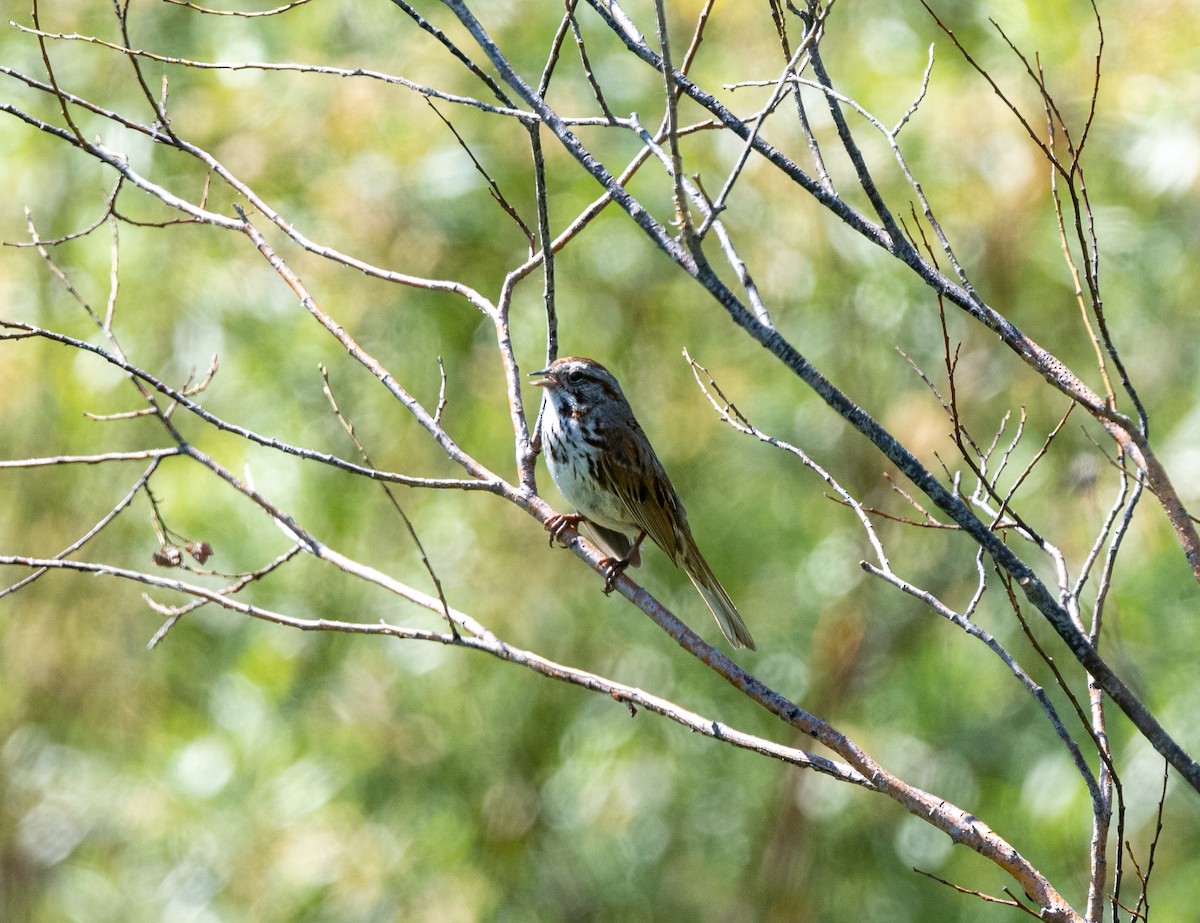 Song Sparrow - ML620741810