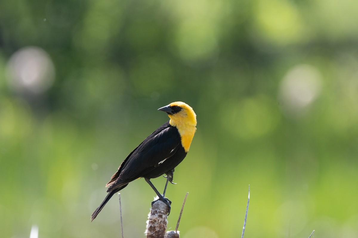 Yellow-headed Blackbird - ML620741812