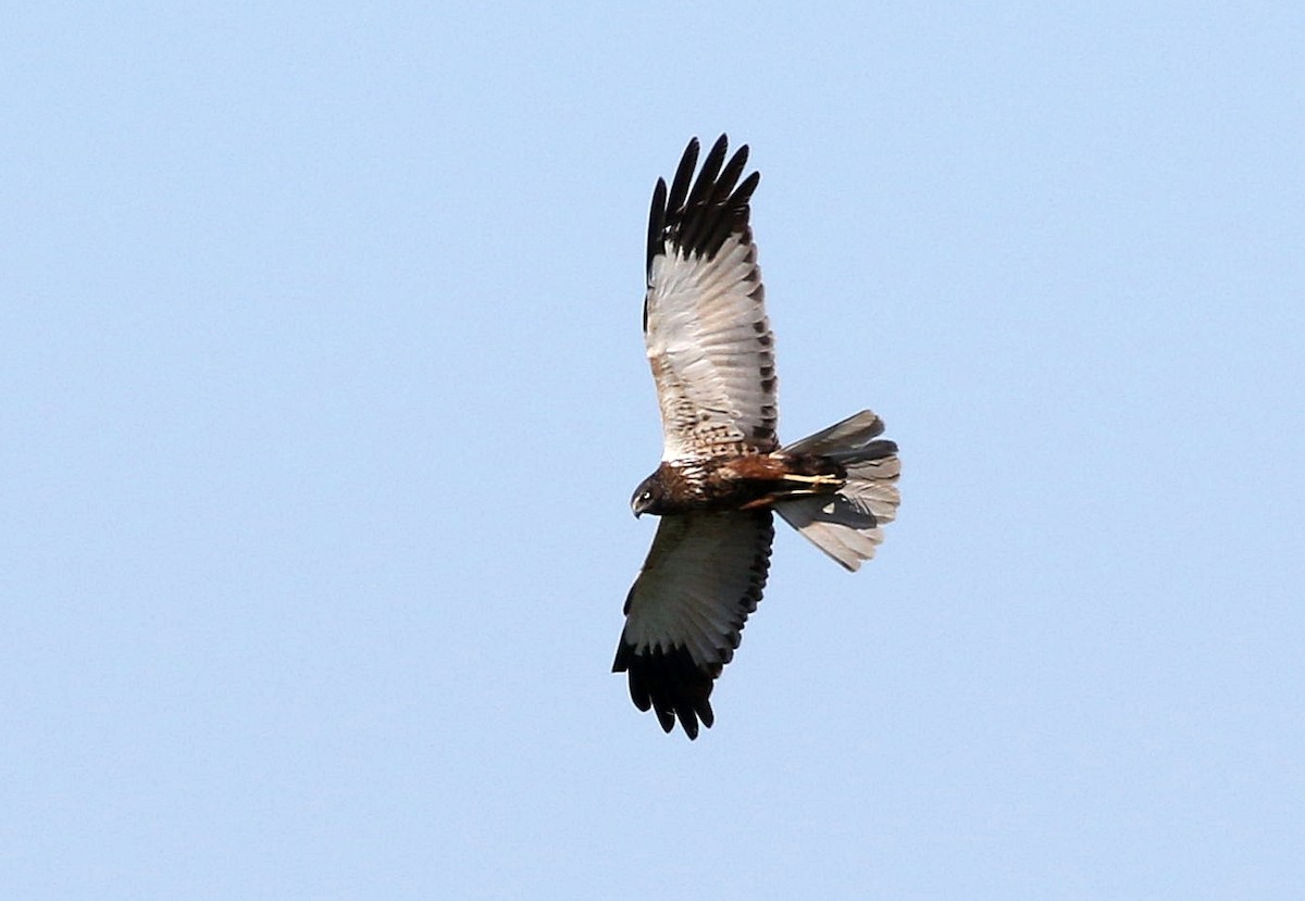 Western Marsh Harrier - ML620741813