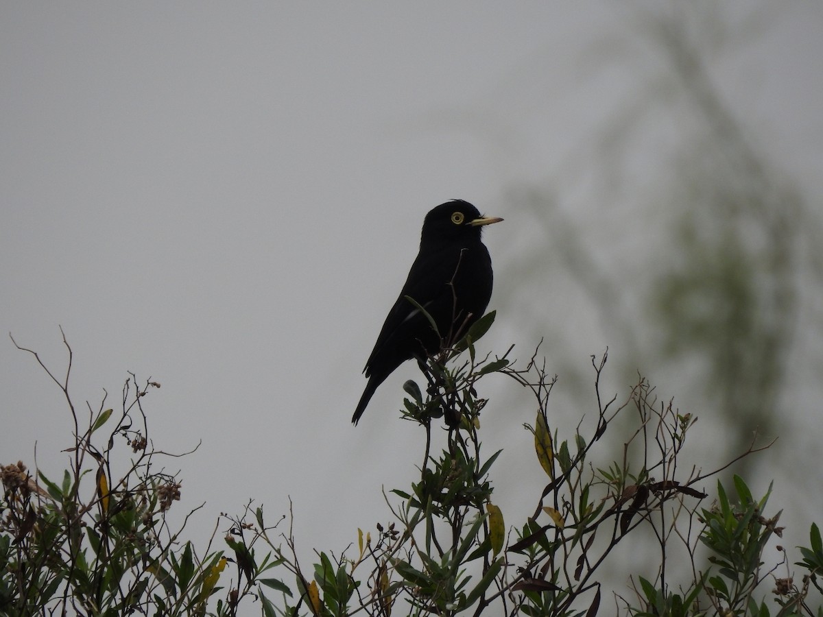 Spectacled Tyrant - ML620741816