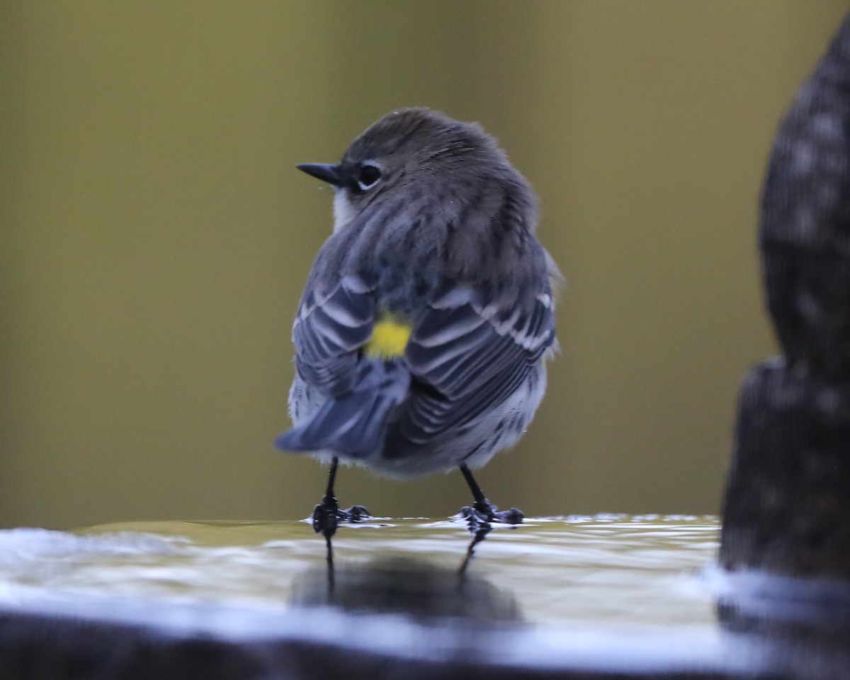 Yellow-rumped Warbler - ML620741817