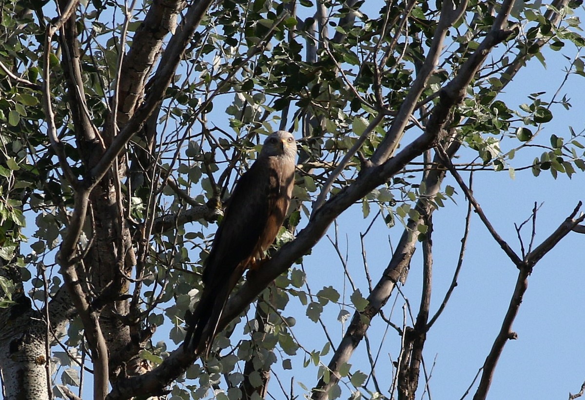 Black Kite - ML620741818