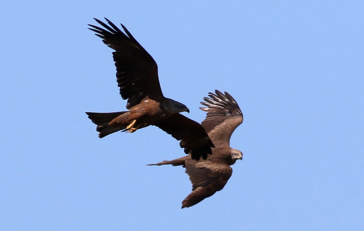 Black Kite - ML620741820