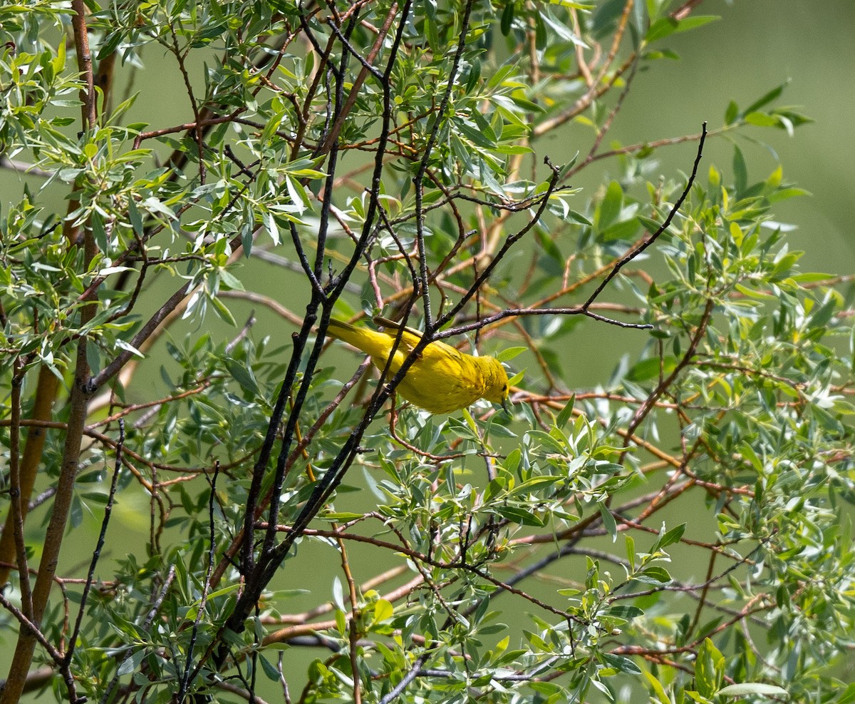 Yellow Warbler - Bob Schmidt