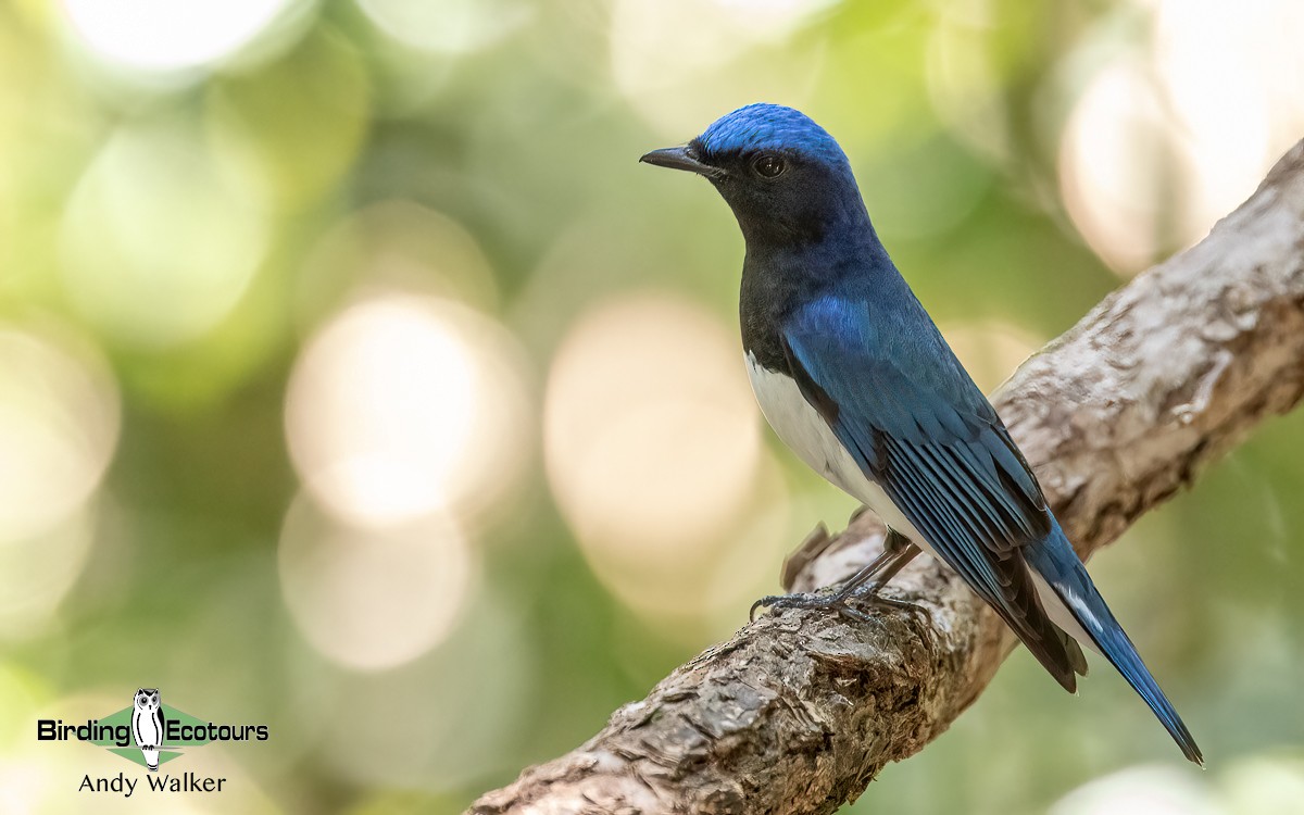 Blue-and-white Flycatcher - ML620741829