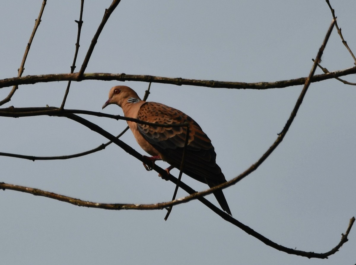 Spotted Dove - ML620741834