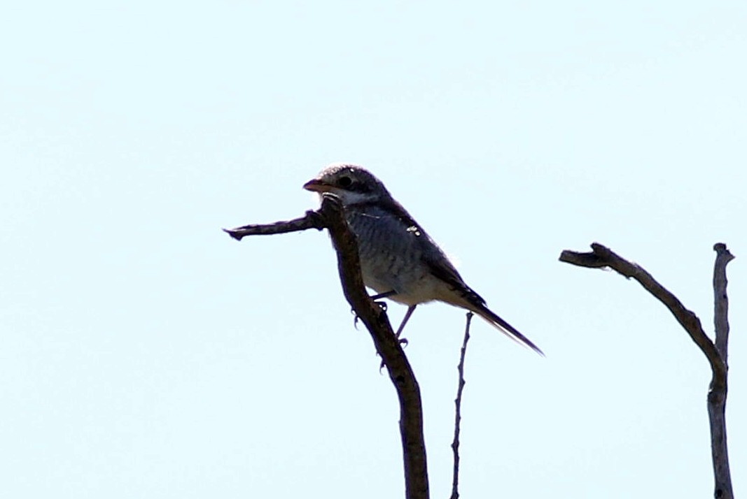 Woodchat Shrike - ML620741837