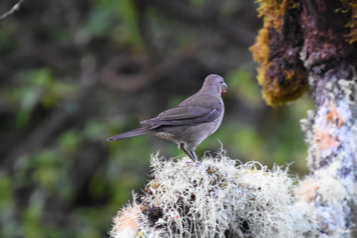 Mountain Thrush - Jerry Davis