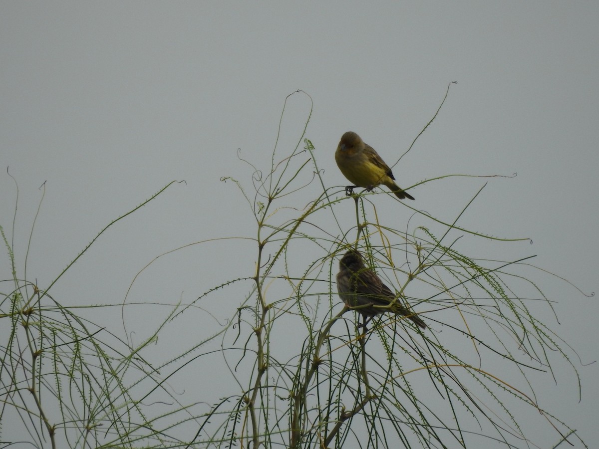 Saffron Finch - ML620741850