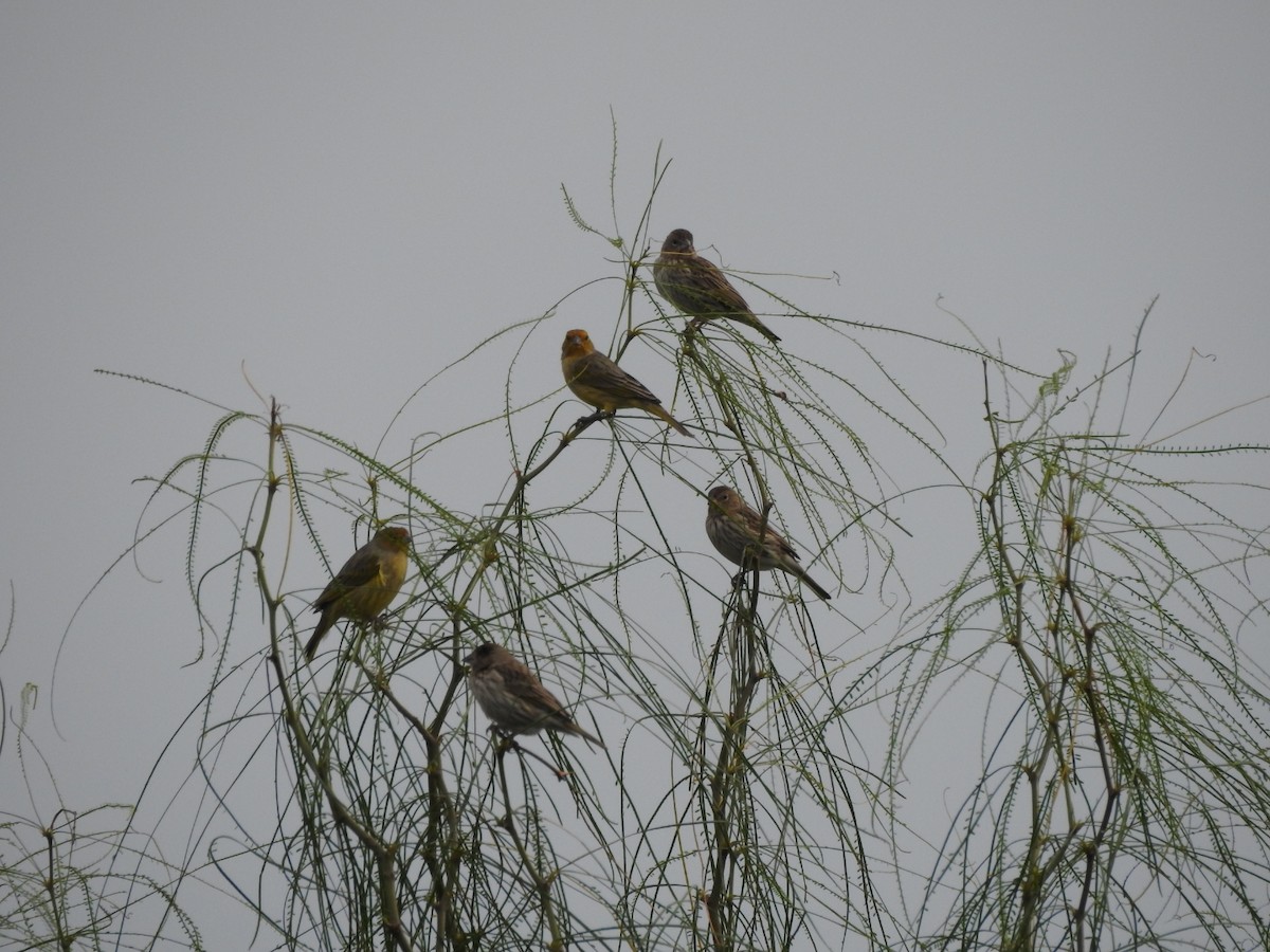 Saffron Finch - ML620741851