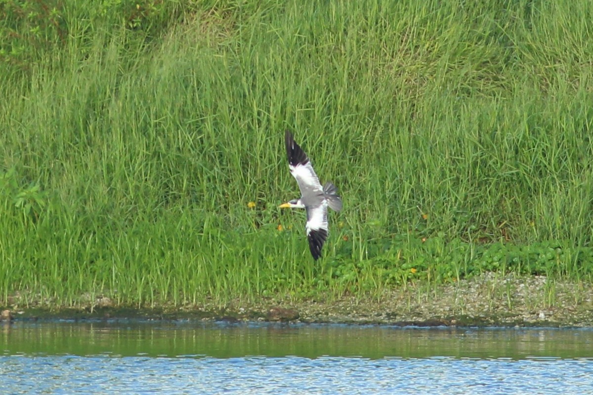 Large-billed Tern - ML620741855