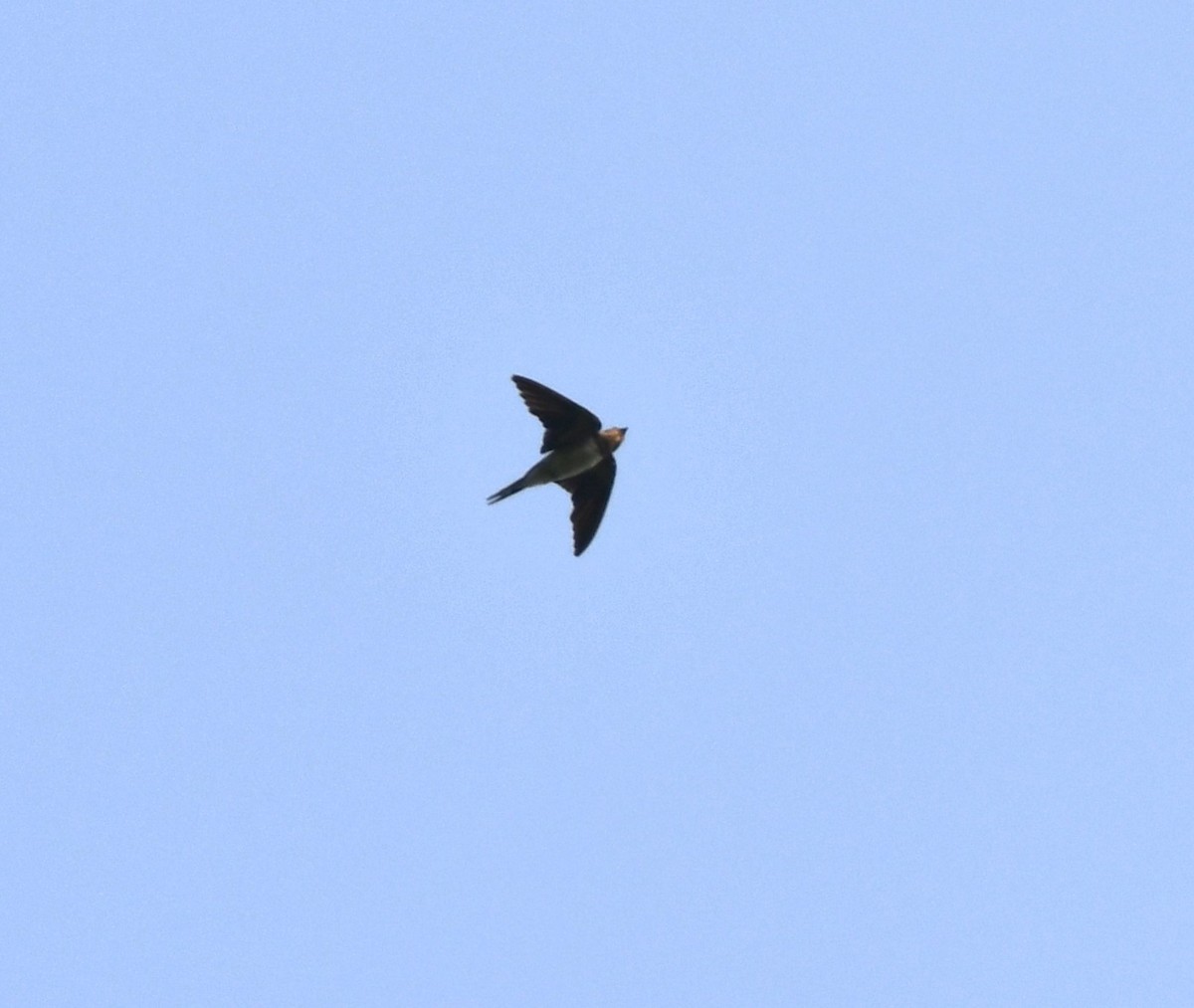 Barn Swallow - ML620741856