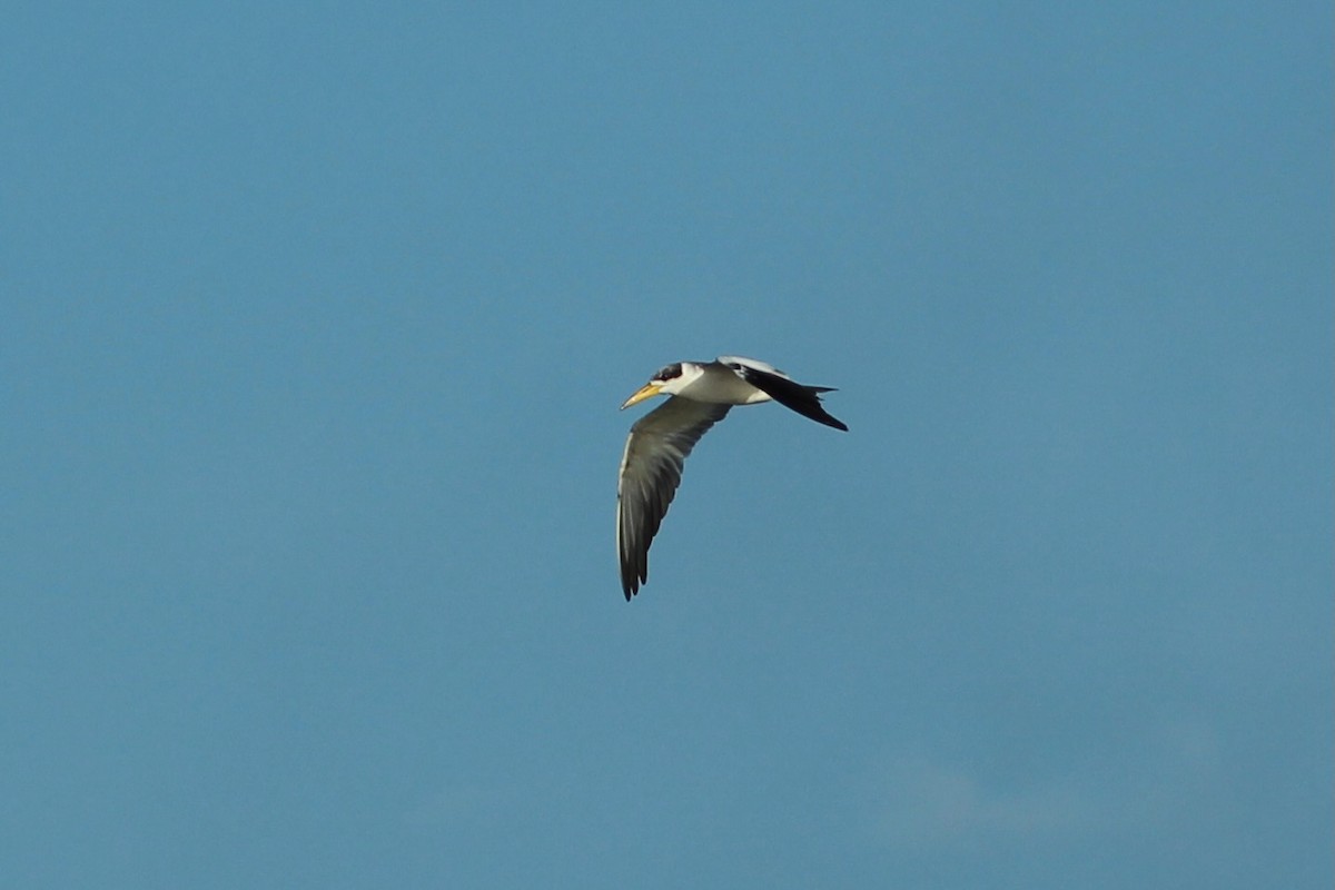 Large-billed Tern - ML620741857